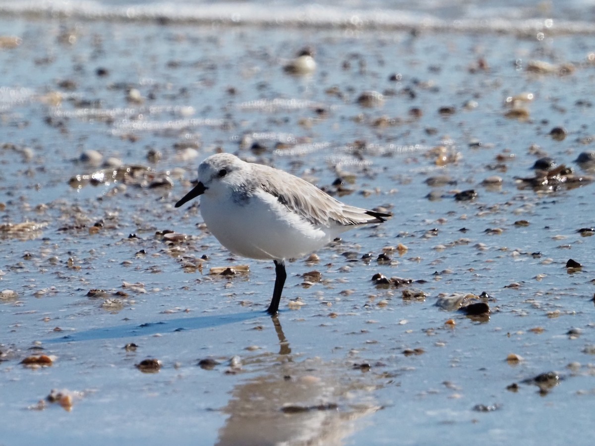 Ak Kumkuşu - ML644553199