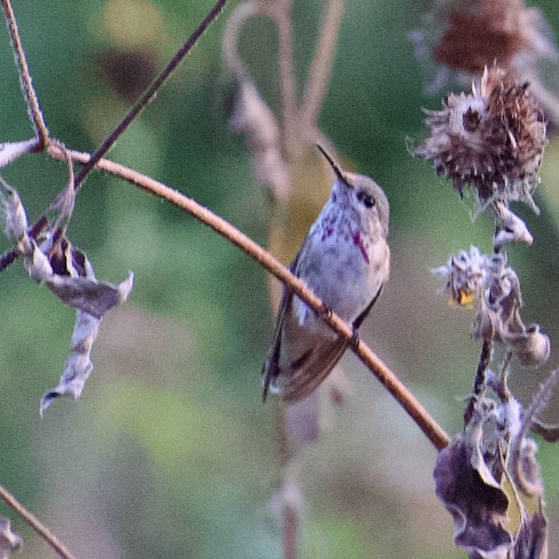 hummingbird sp. - ML644553201