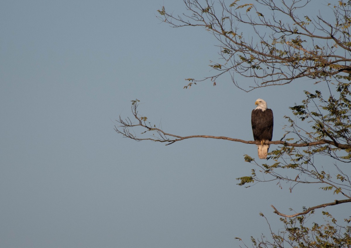 Bald Eagle - ML644553202