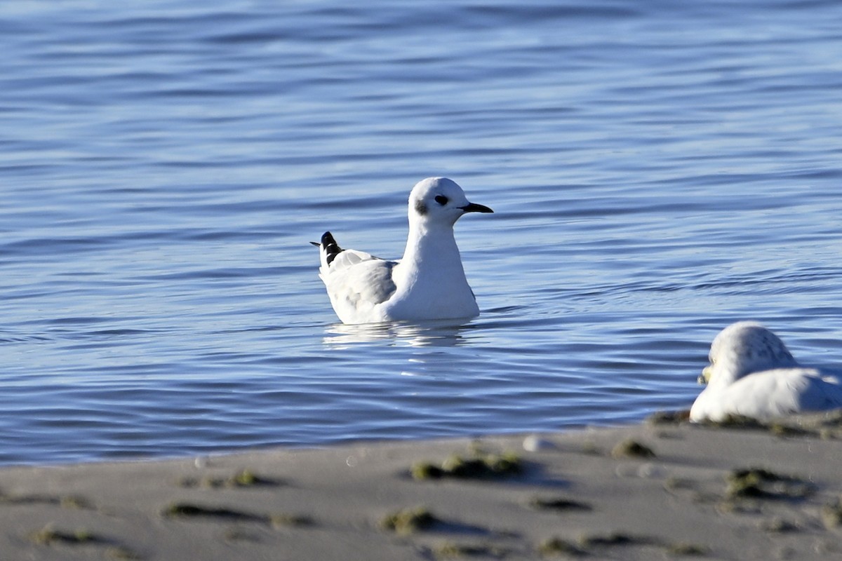 Bonaparte's Gull - ML644553204