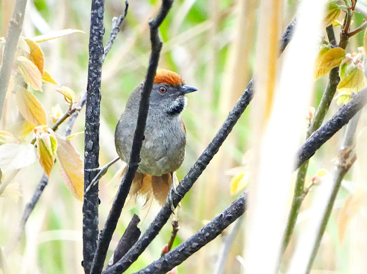 Spix's Spinetail - ML644553208