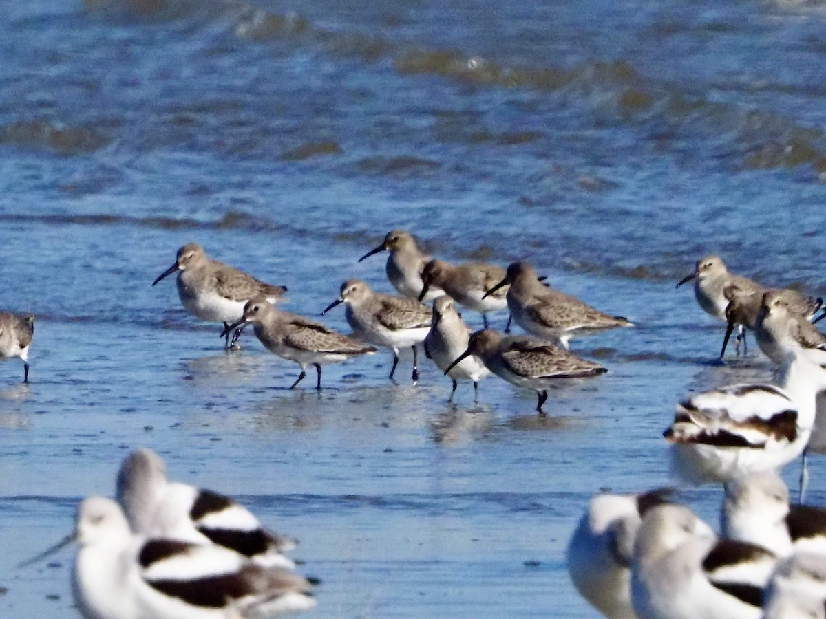 Alpenstrandläufer - ML644553209