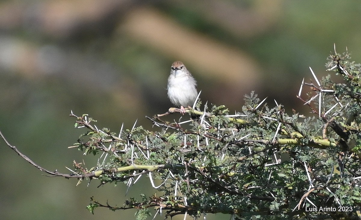 Winding Cisticola - ML644553210