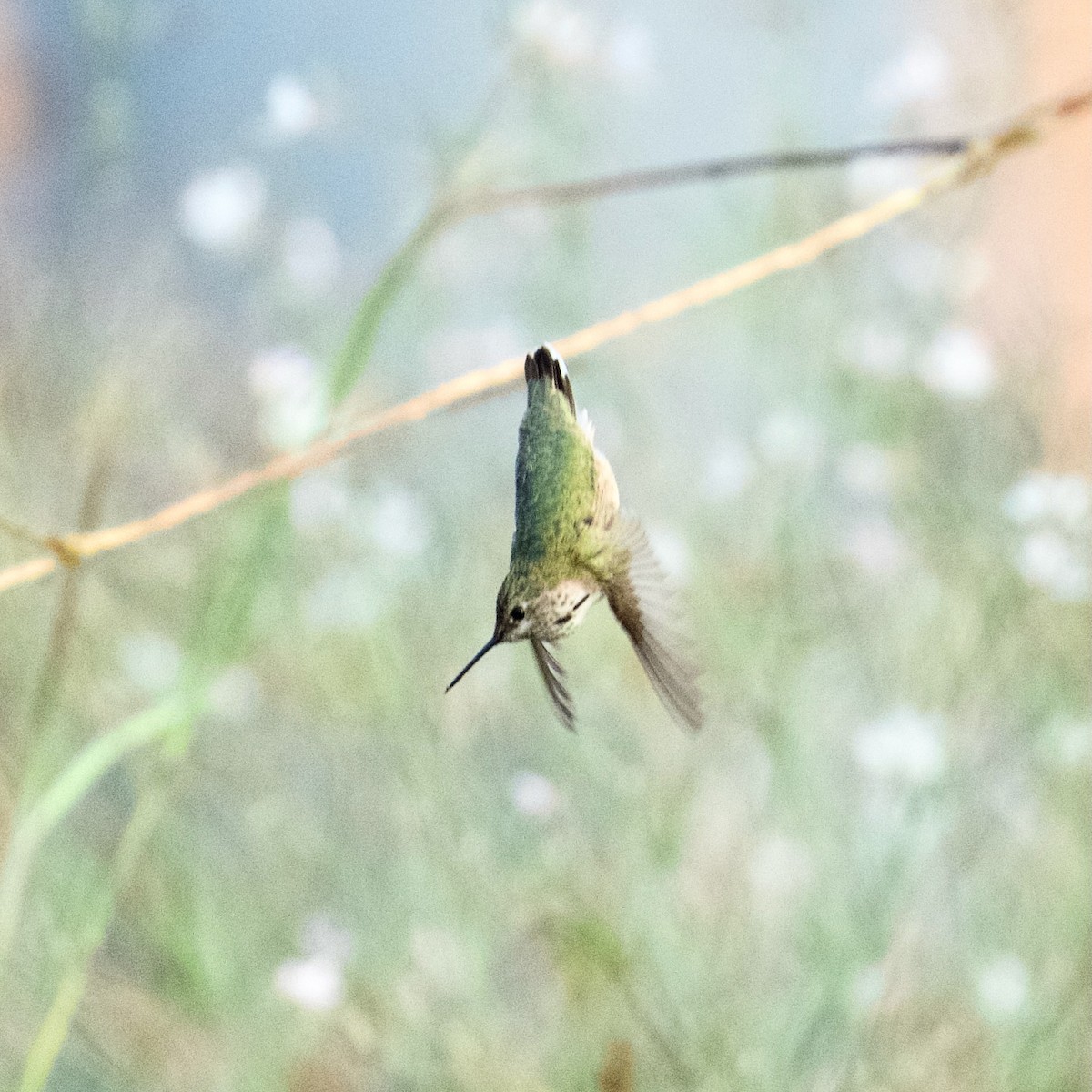 hummingbird sp. - ML644553212