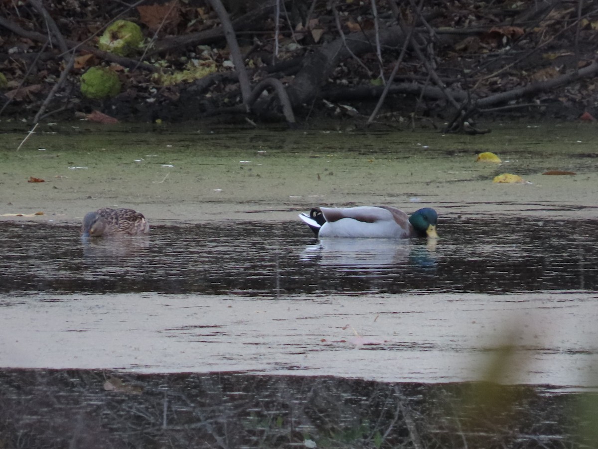 Mallard - ML644553213