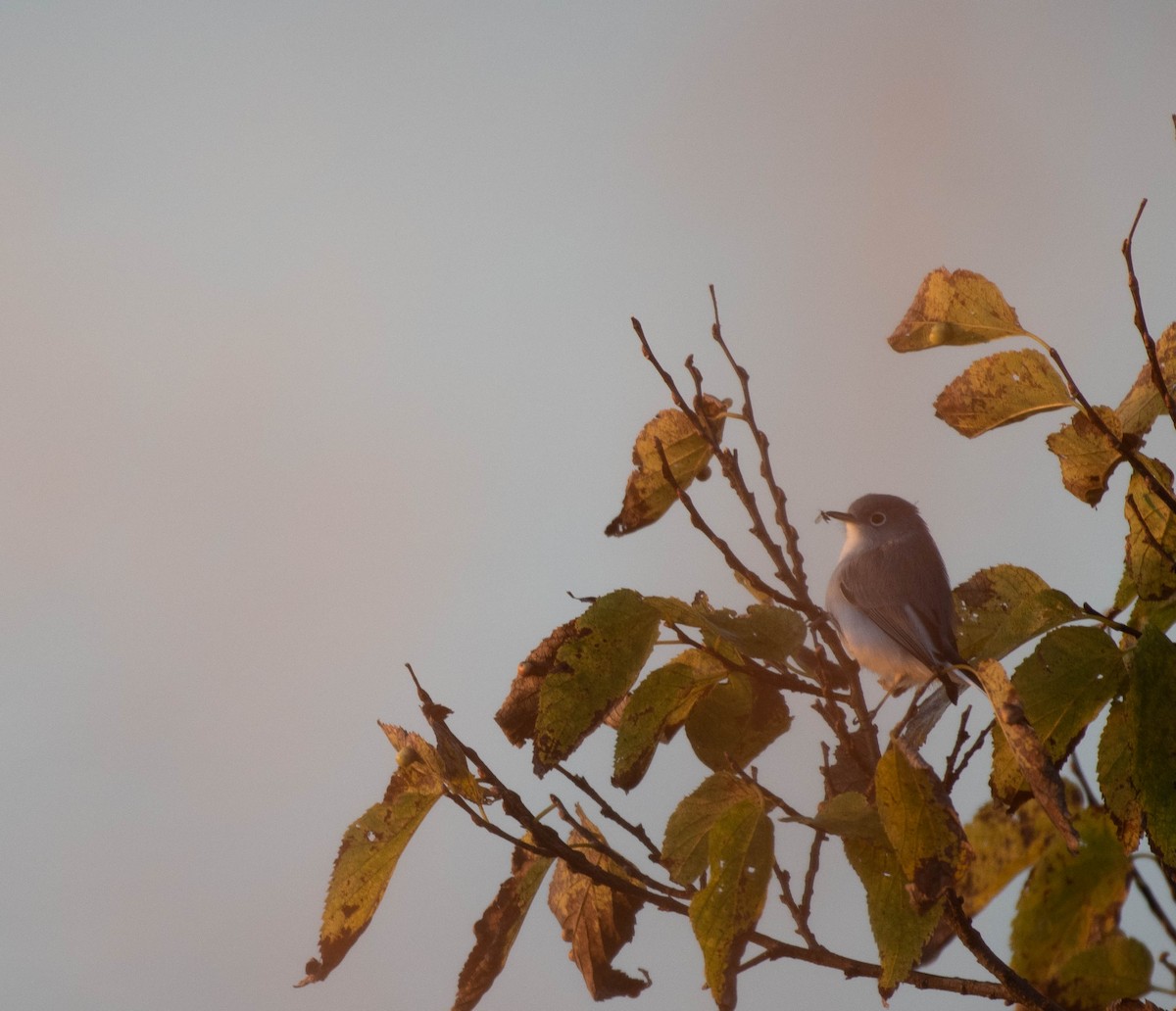 Blue-gray Gnatcatcher - ML644553216