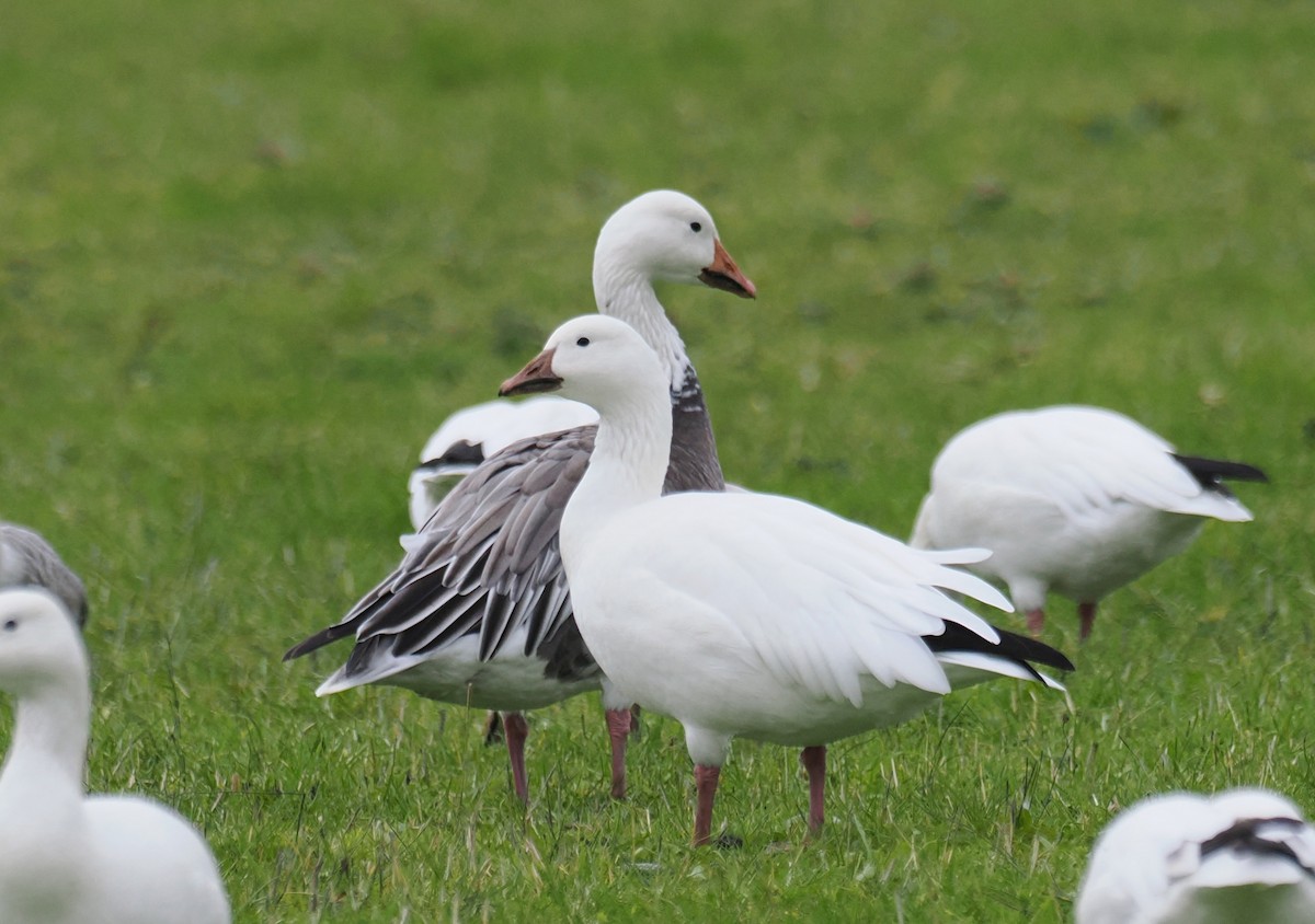 Цасны галуу - ML644553217