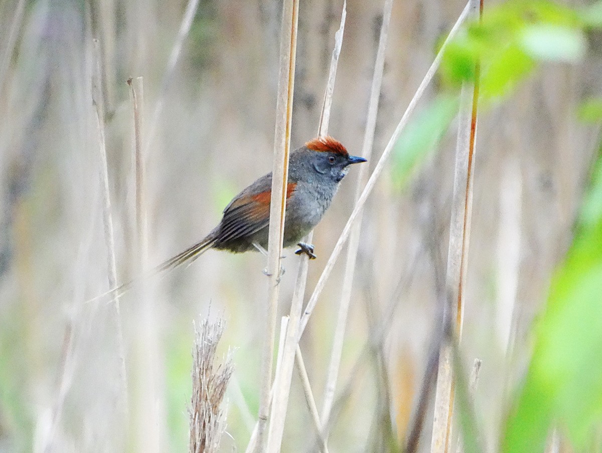 Spix's Spinetail - ML644553222