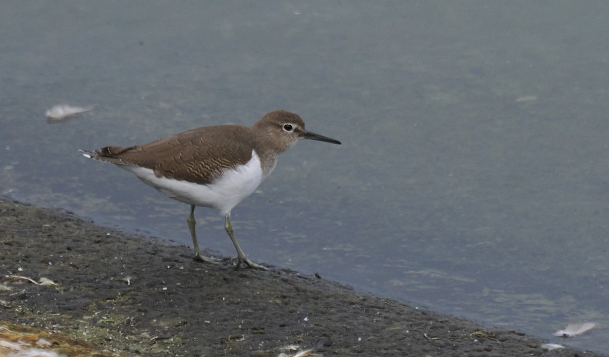 pisík obecný - ML644553231