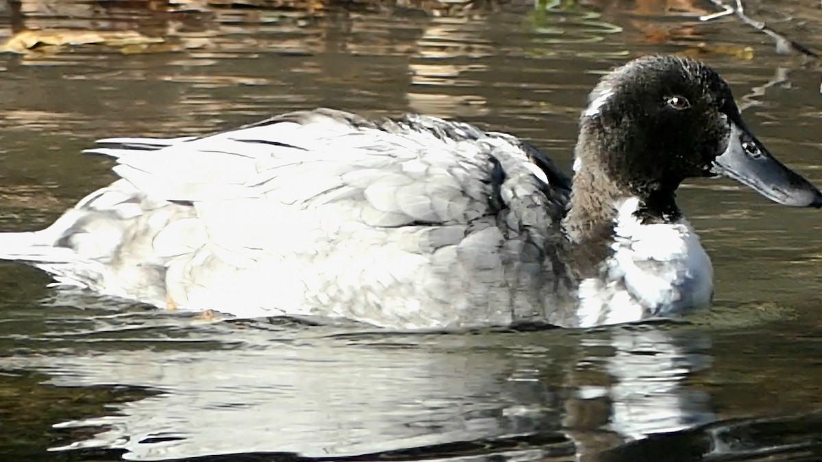 Mallard (Domestic type) - ML644553241