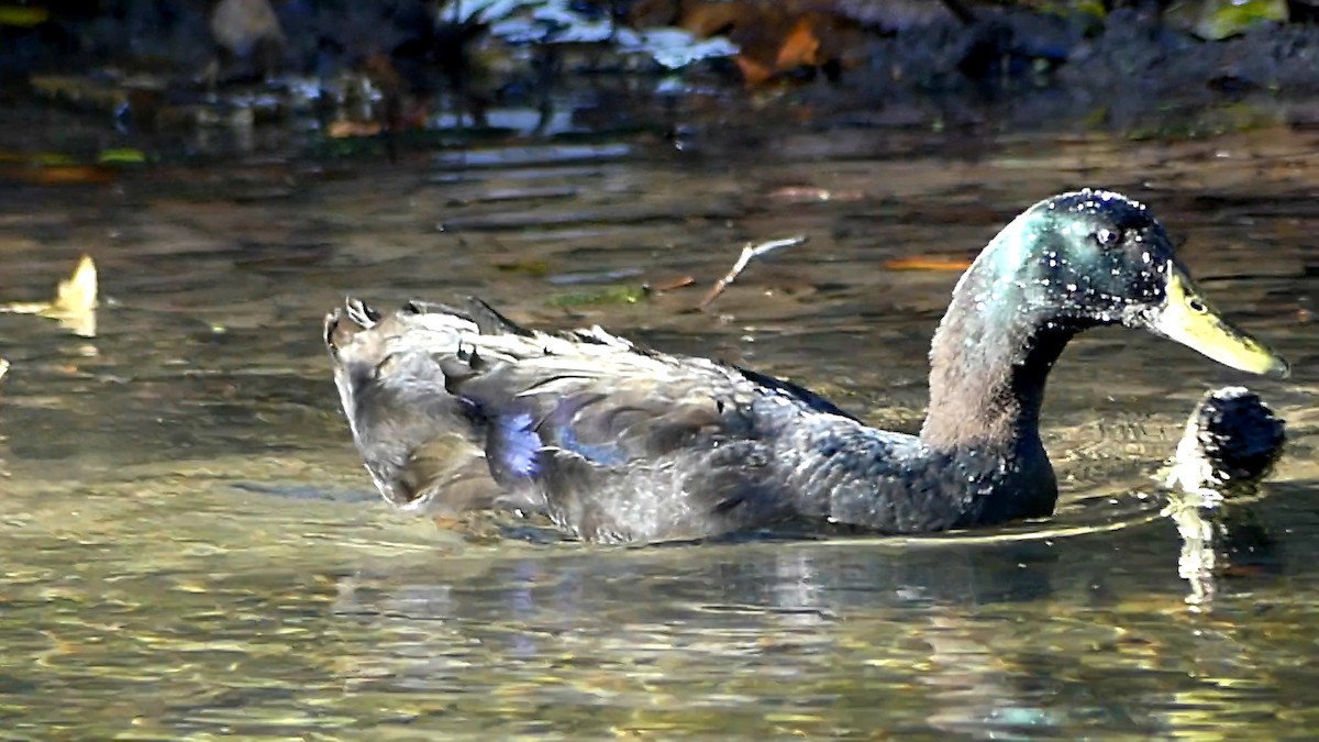 Mallard (Domestic type) - ML644553242