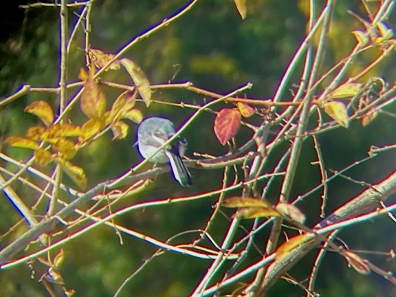 Blue-gray Gnatcatcher - ML644553245
