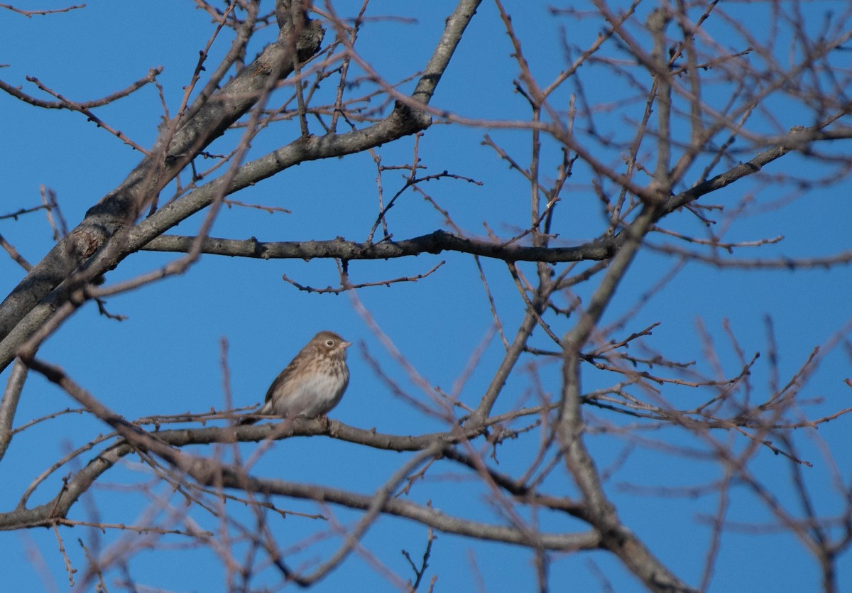 Vesper Sparrow - ML644553247