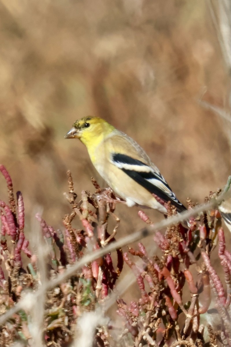 American Goldfinch - ML644553251