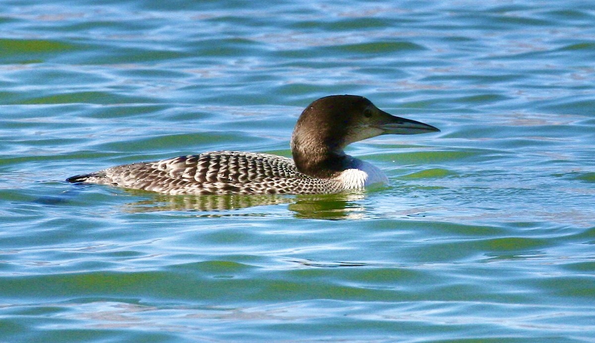 Common Loon - ML644553255