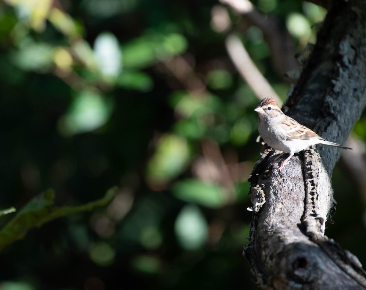 Chipping Sparrow - ML644553256