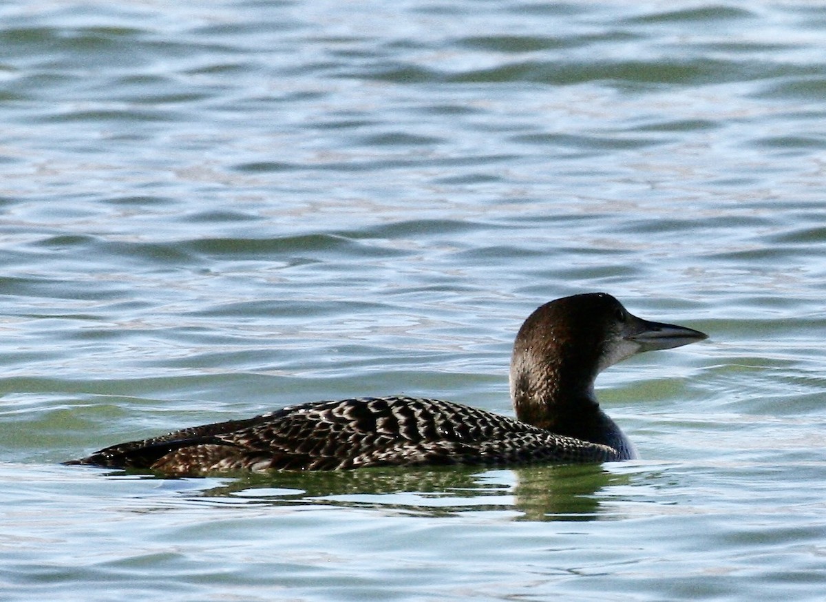 Common Loon - ML644553266