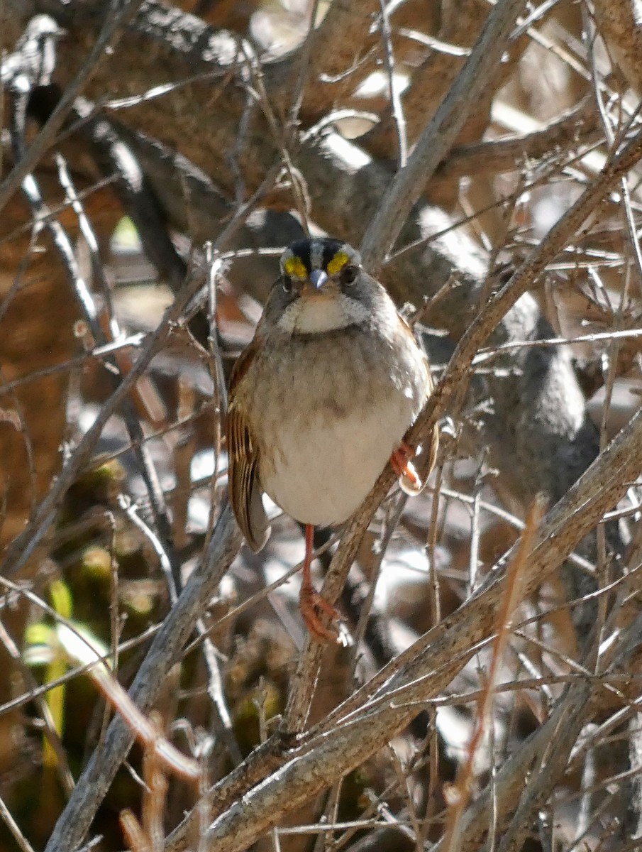 White-throated Sparrow - ML644553267