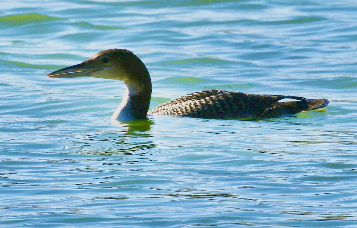 Common Loon - ML644553276