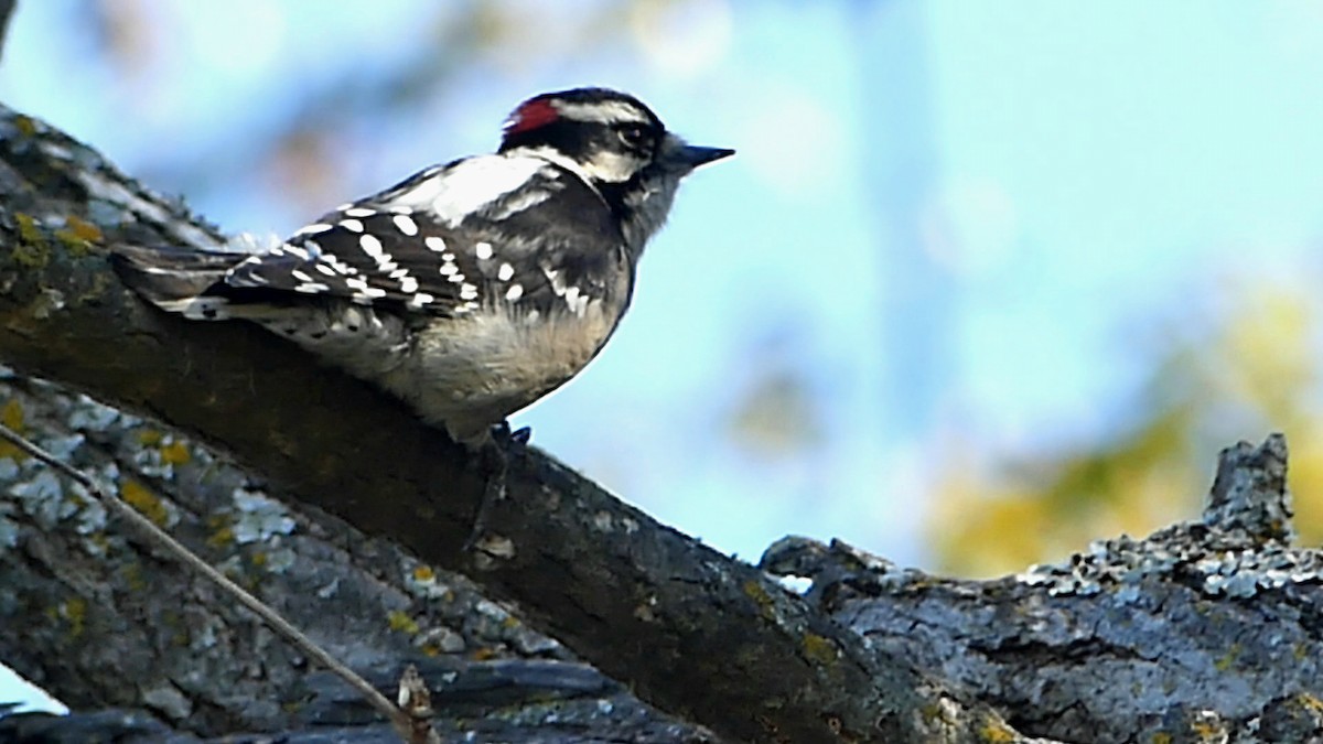 Downy Woodpecker - ML644553284