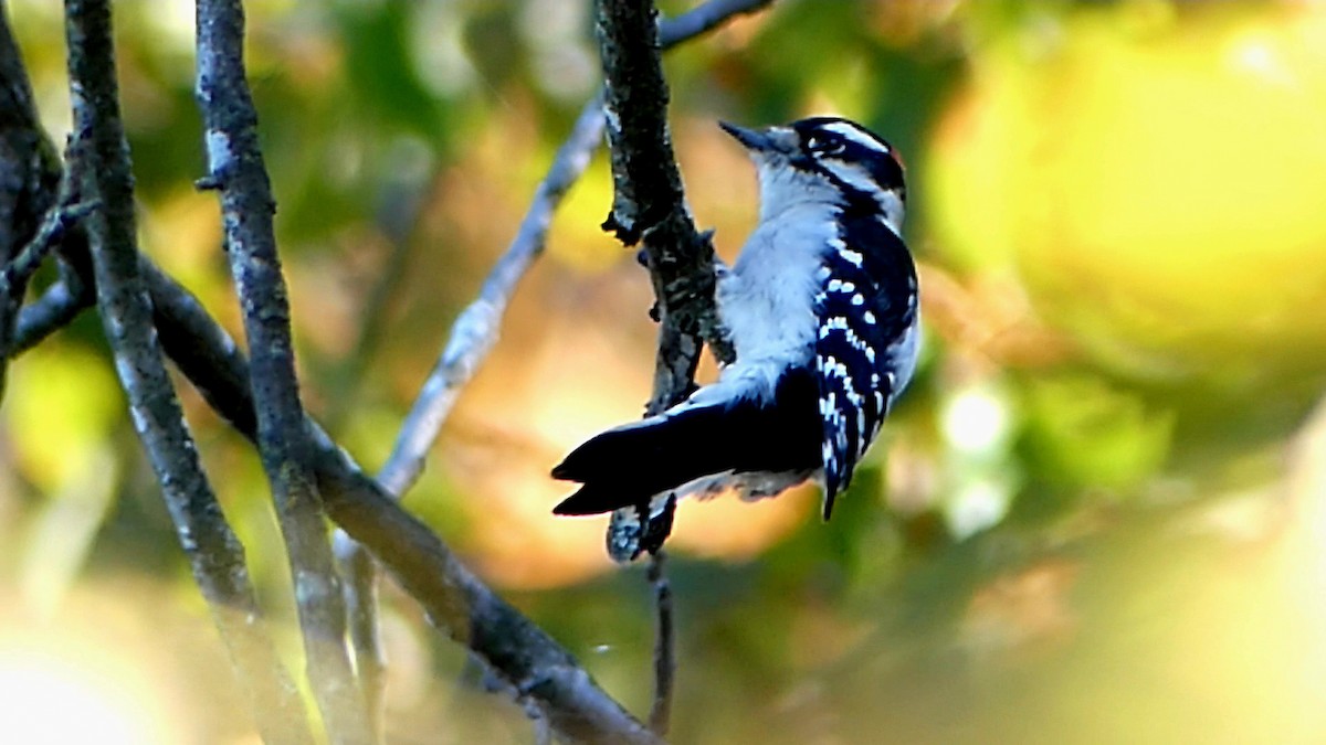 Downy Woodpecker - ML644553285
