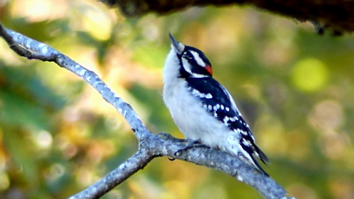 Downy Woodpecker - ML644553286
