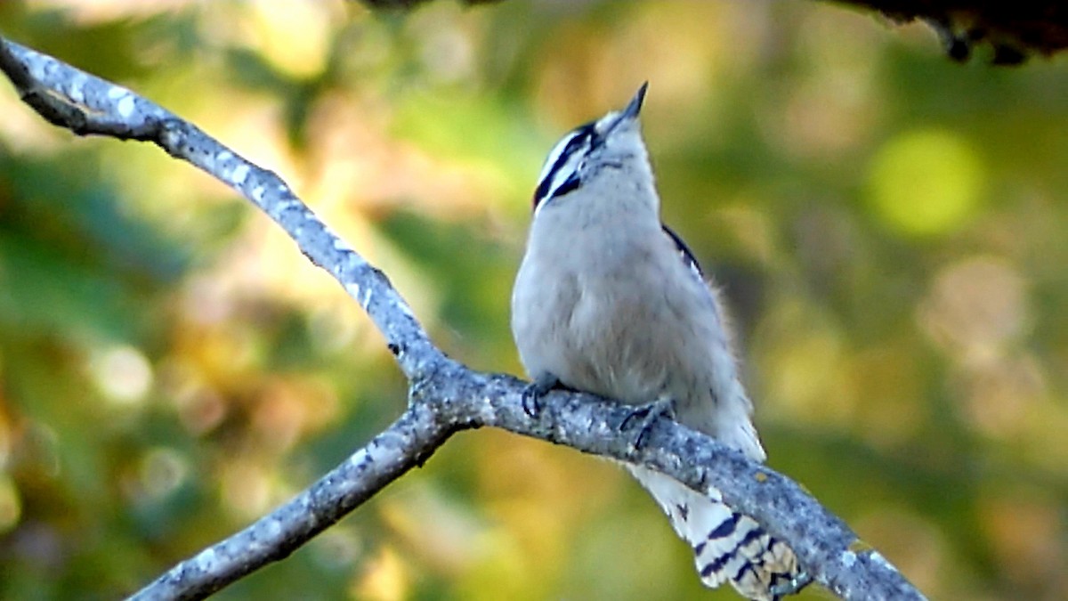 Downy Woodpecker - ML644553287