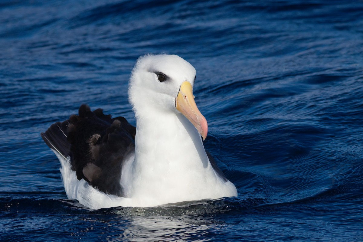 Black-browed Albatross (Black-browed) - ML644553290