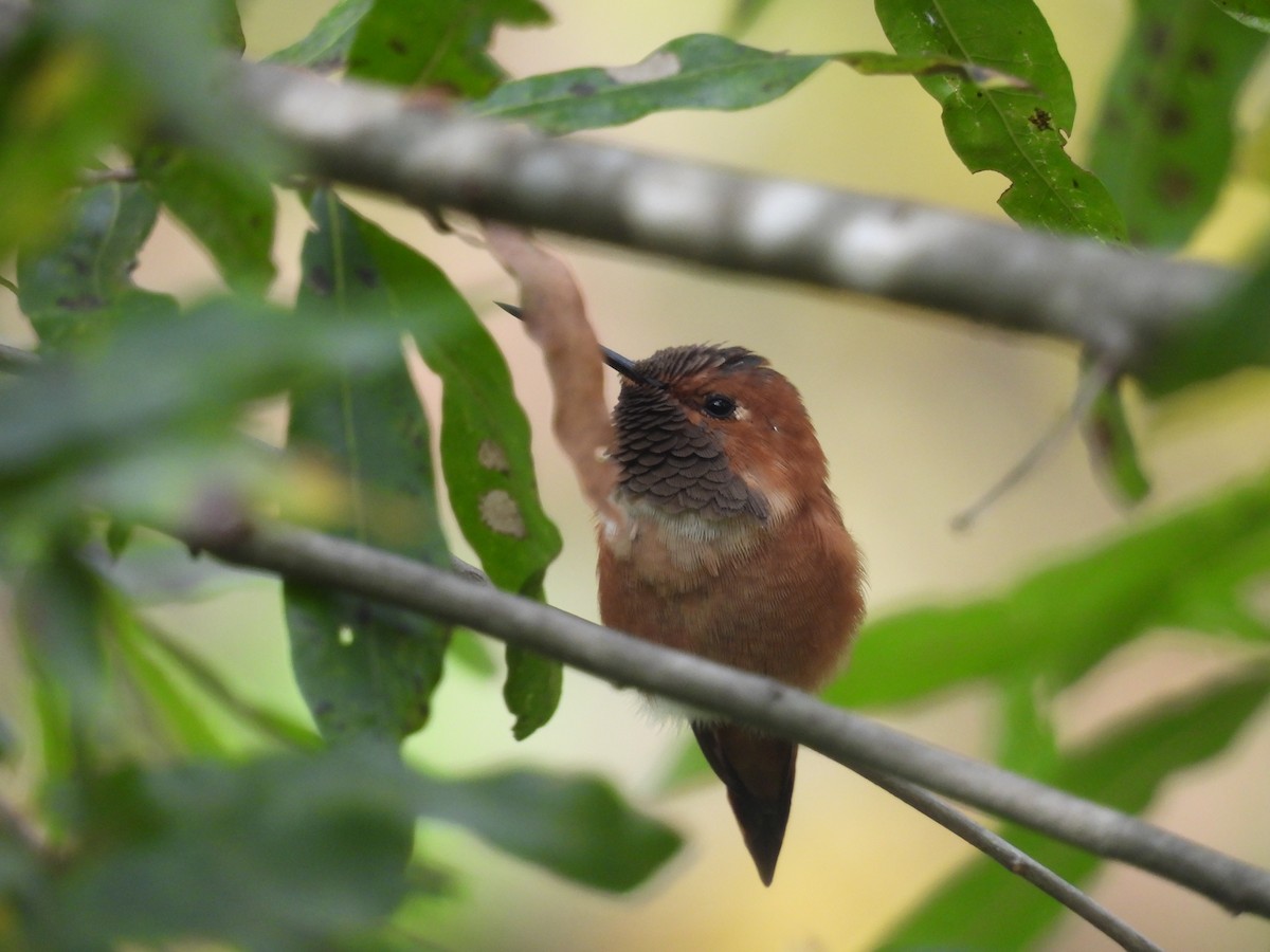 kalypta rezavolesklá - ML644553294