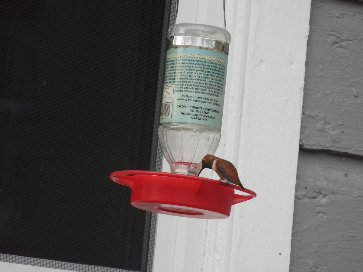 kalypta rezavolesklá - ML644553295