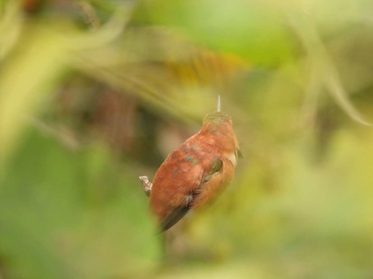 kalypta rezavolesklá - ML644553296