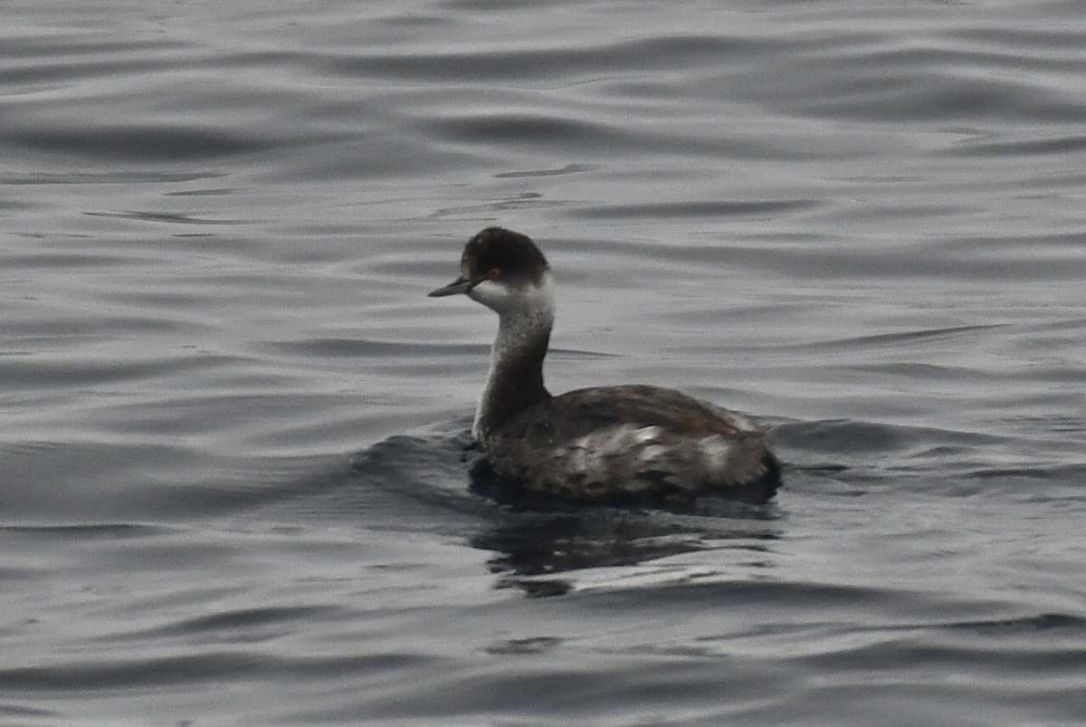טבלן בינוני - ML644553300