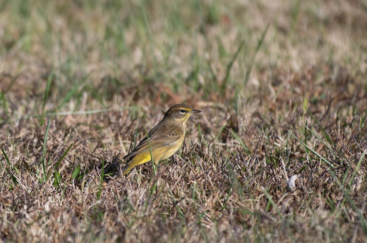 Palm Warbler - ML644553301