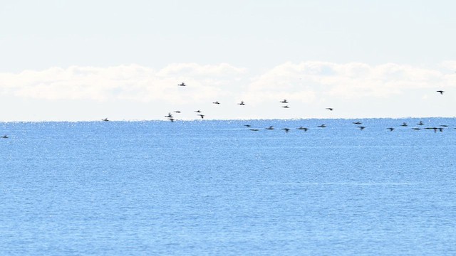 Smergo minore - ML644553302