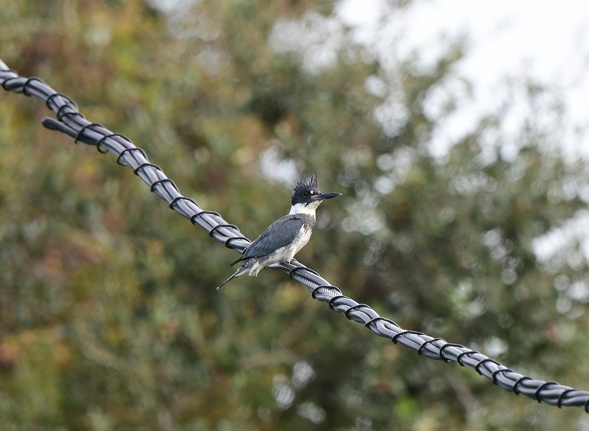 Belted Kingfisher - ML644553305
