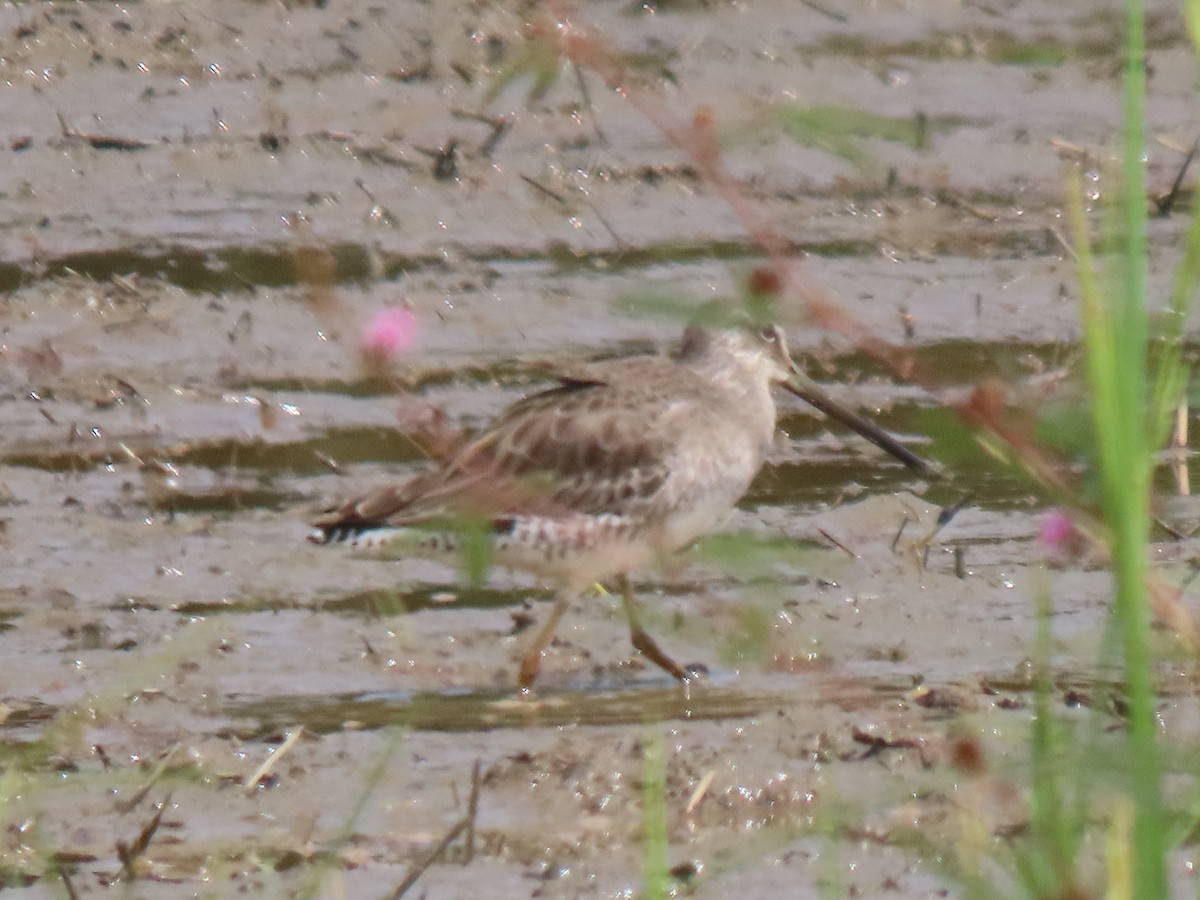 Short-billed Dowitcher - ML644553306