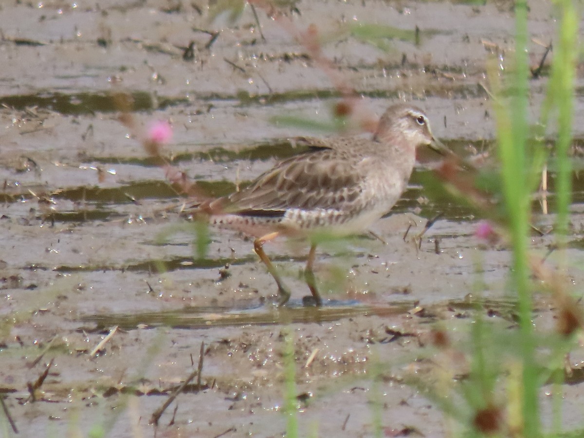 Short-billed Dowitcher - ML644553307