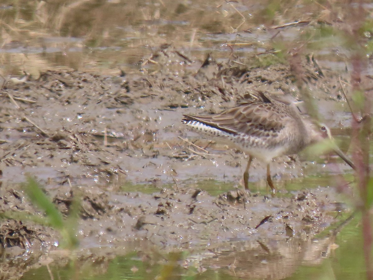 Short-billed Dowitcher - ML644553308