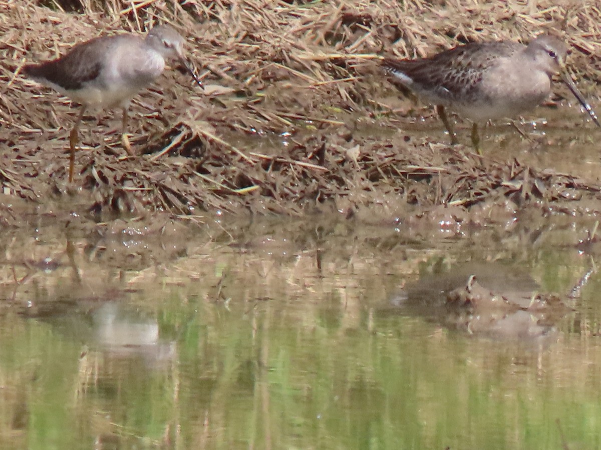 Short-billed Dowitcher - ML644553309