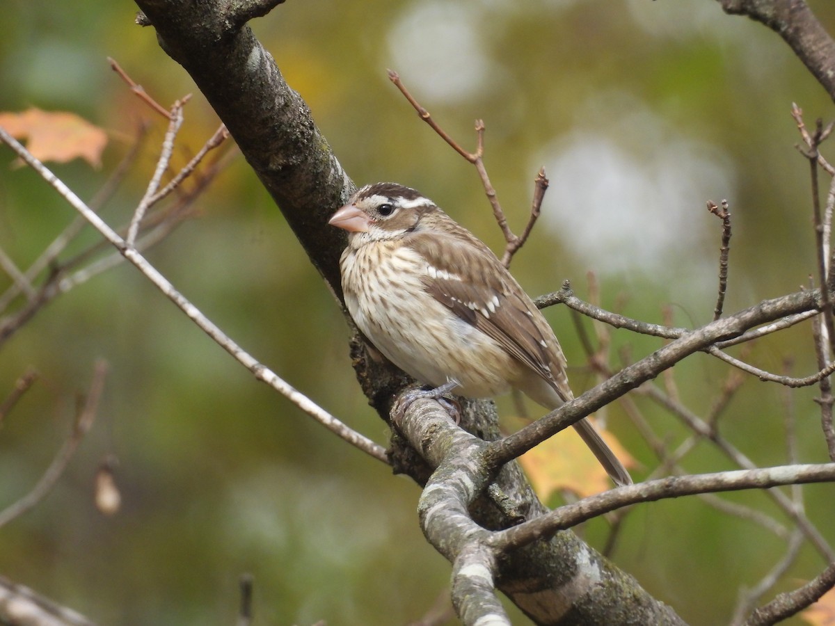 dlaskovec růžovoprsý - ML644553310