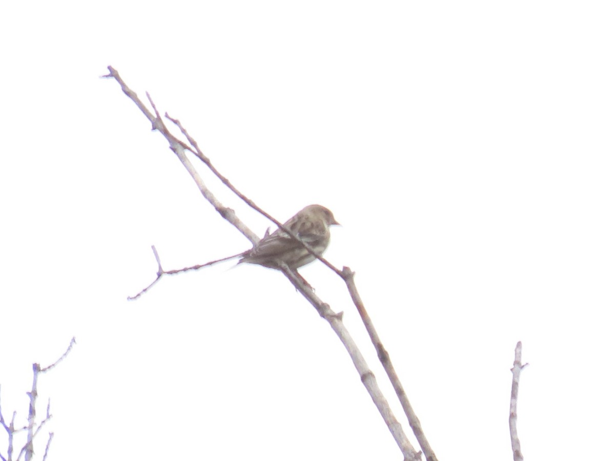 Pine Siskin - ML644553313