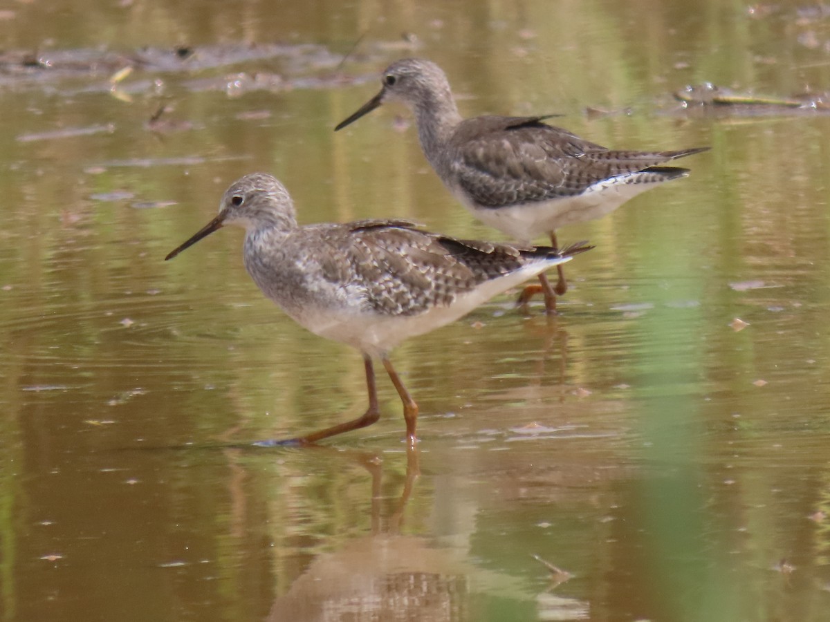Lesser Yellowlegs - ML644553316