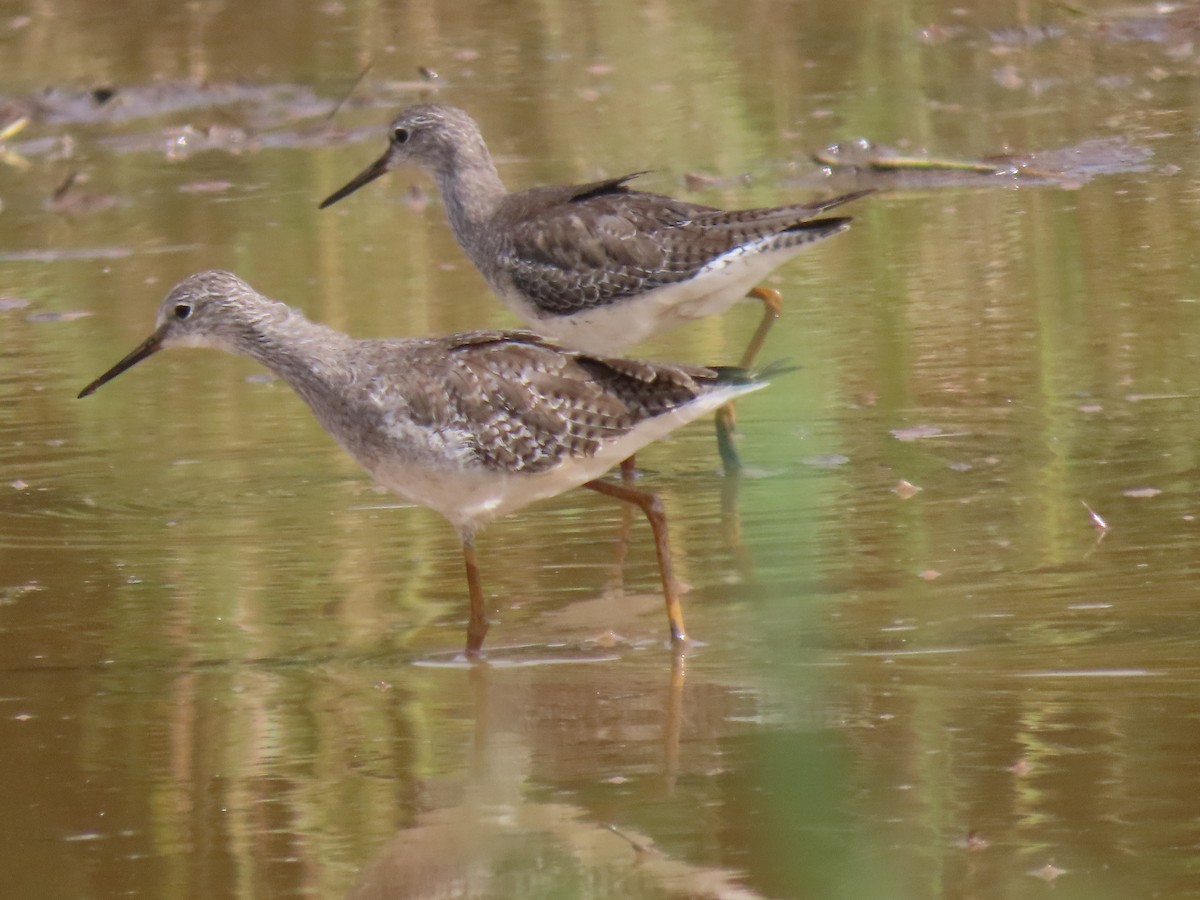 Lesser Yellowlegs - ML644553317
