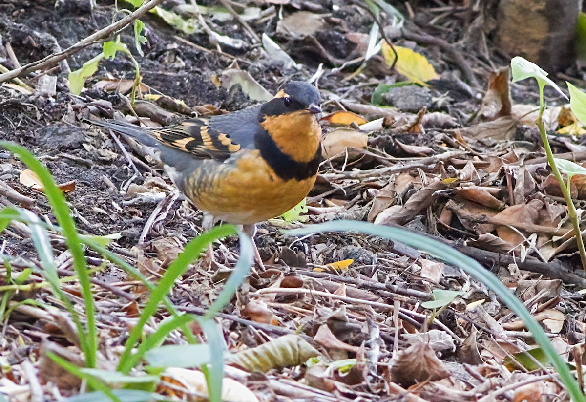 Varied Thrush - ML644553318