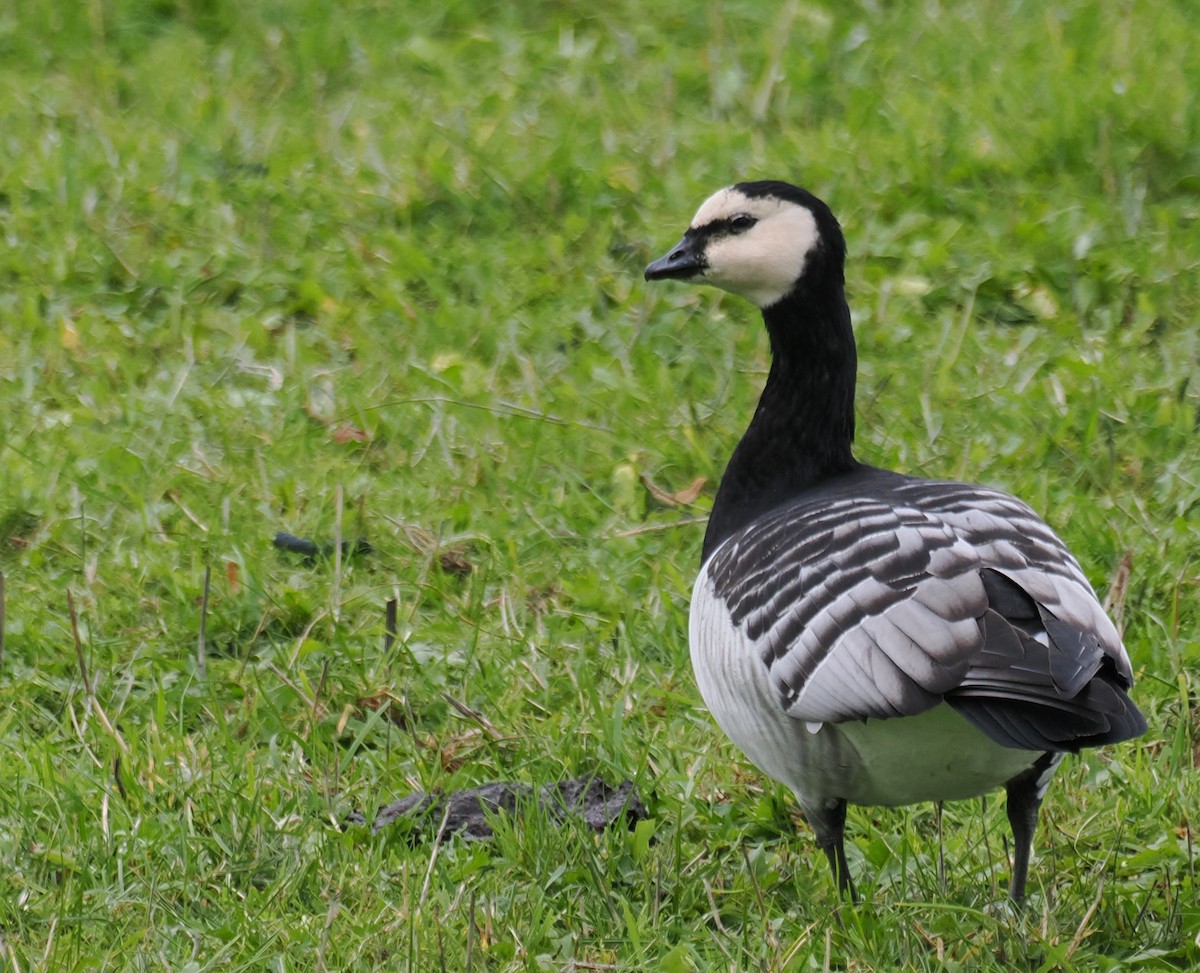 Barnacle Goose - ML644553319