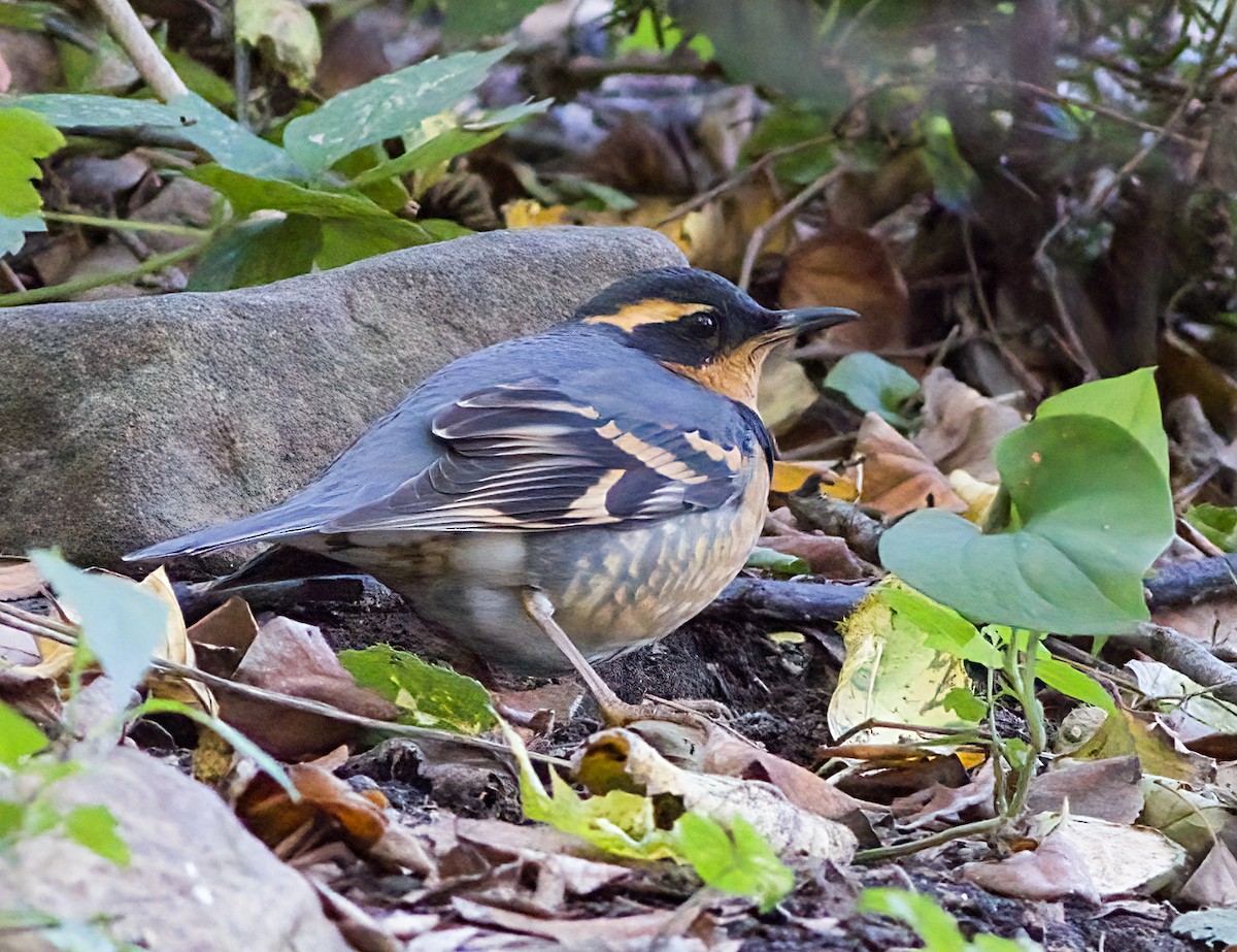 Varied Thrush - ML644553320