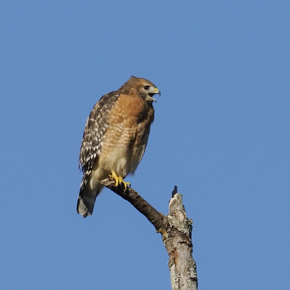 Red-shouldered Hawk - ML644553321