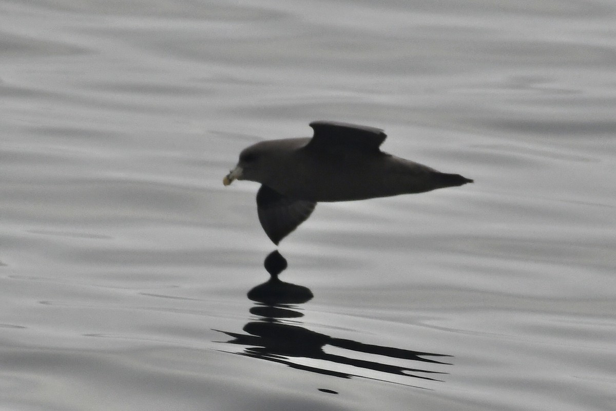 Northern Fulmar - ML644553322