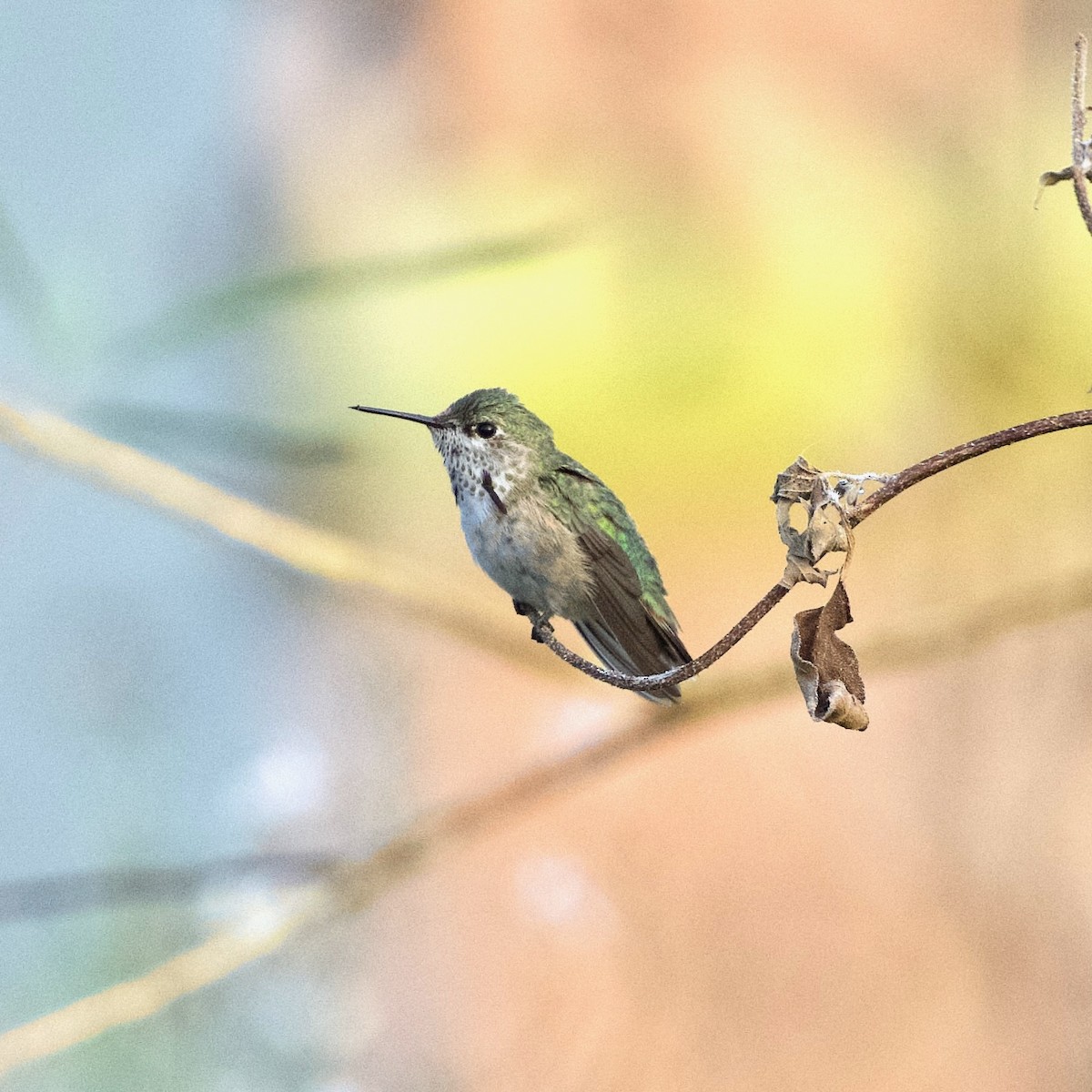 hummingbird sp. - ML644553323