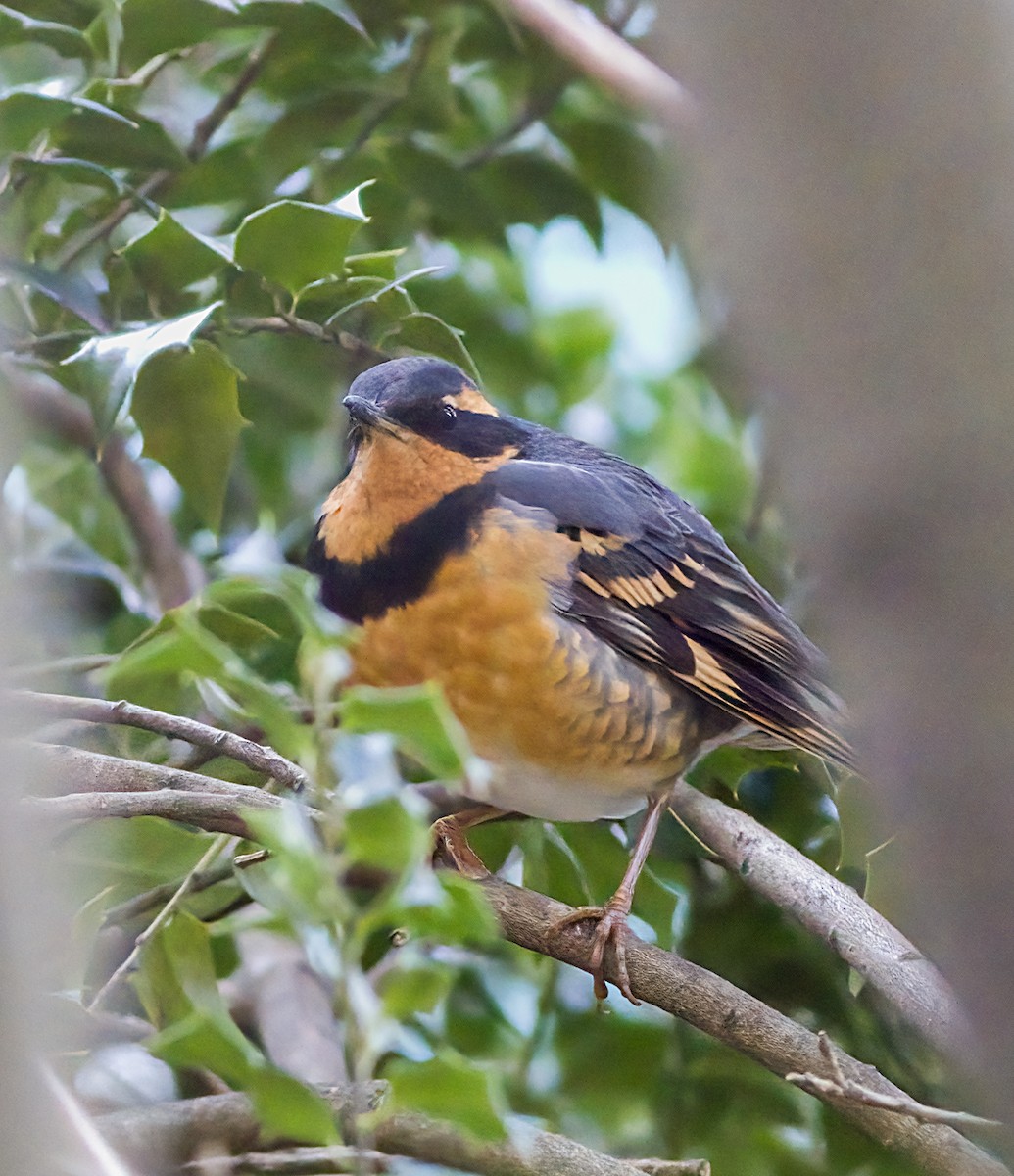 Varied Thrush - ML644553325